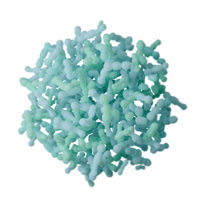 Bifidobacterium adolescentis