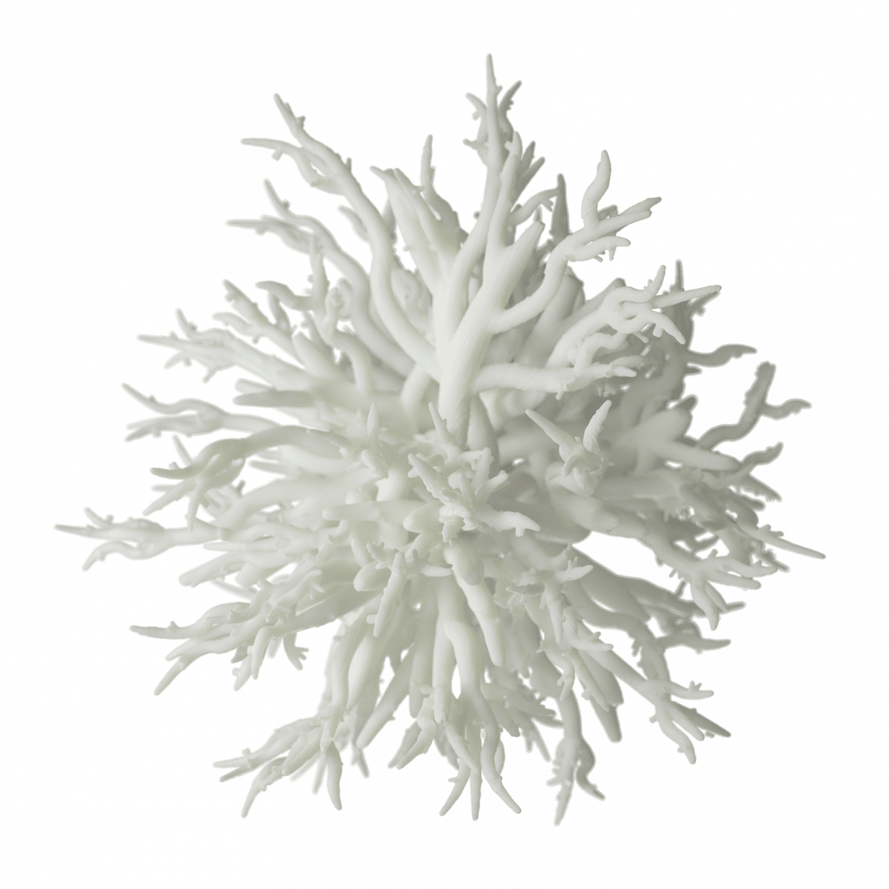 Мешима (Phellinus linteus)