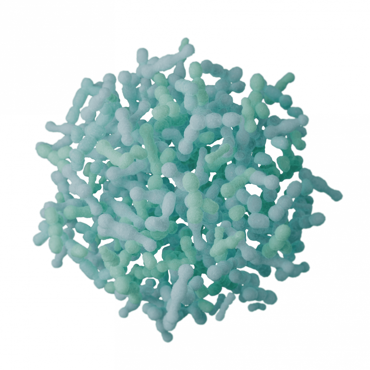 Lactobacillus salivarius